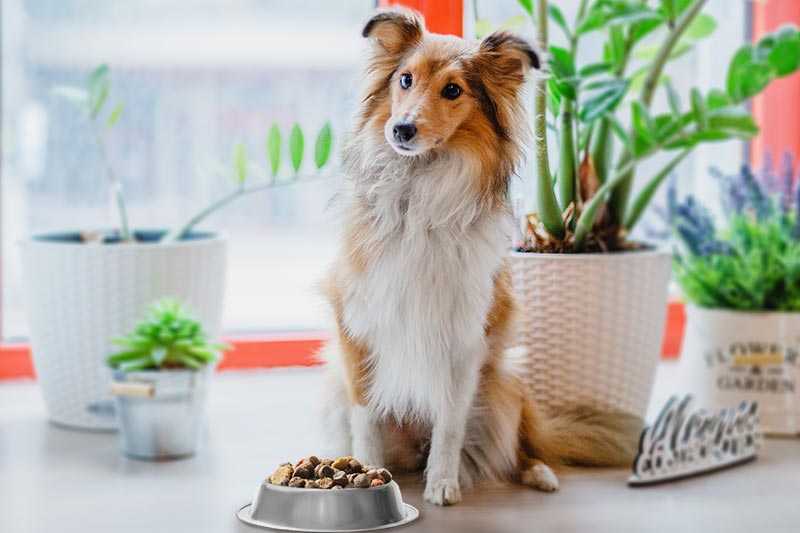 Best dog food for medium breeds outlet