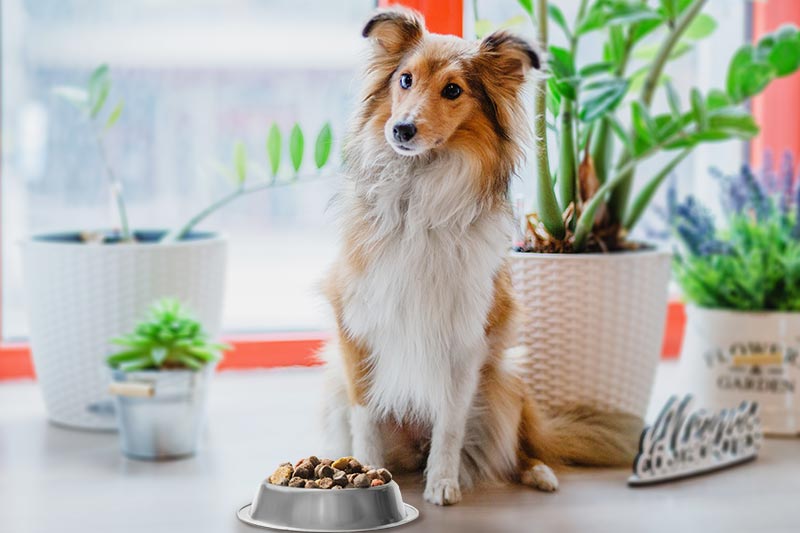 best dog food for medium sized dogs