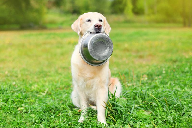 can you leave dog food out overnight