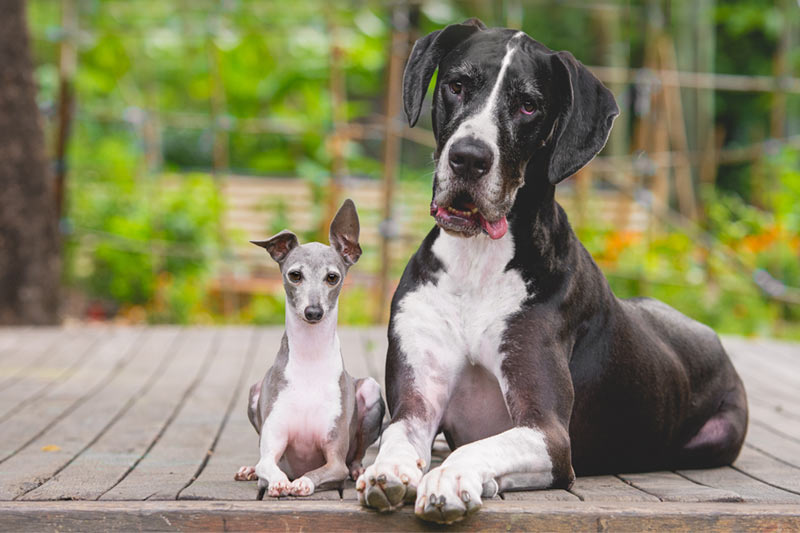 large and small dog