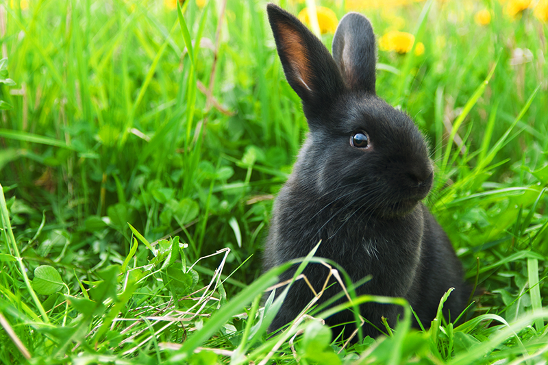Feeding Baby Herbivores | Petbarn Feeding Baby Herbivores | Petbarn
