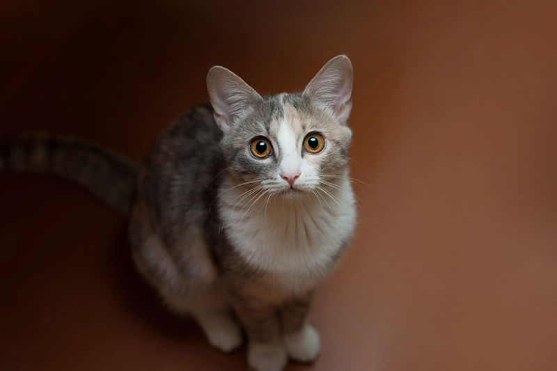 Calming the Scaredy Cat - Way of Cats