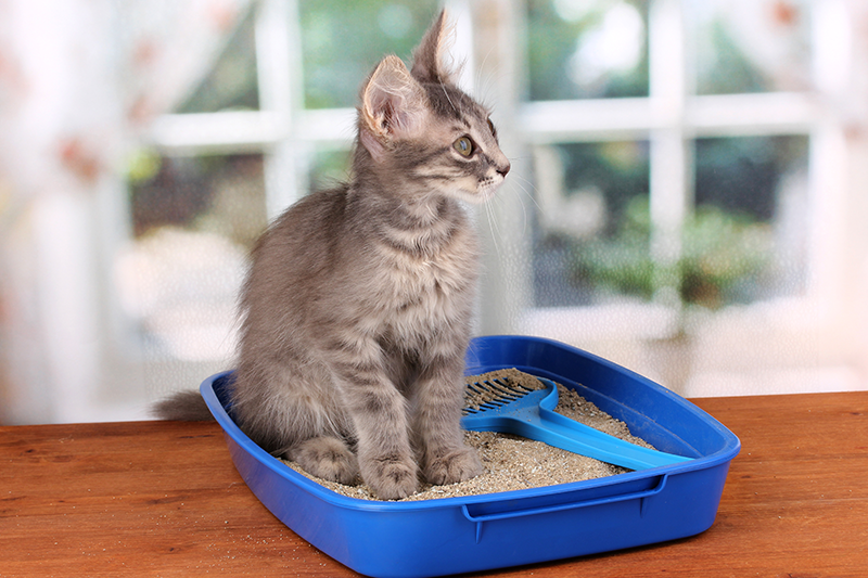 petbarn kitty litter