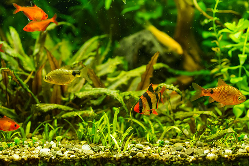 Tropical Fish Care Guide Petbarn