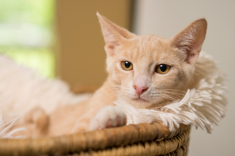 Guide To Domestic Shorthair Cats | Petbarn