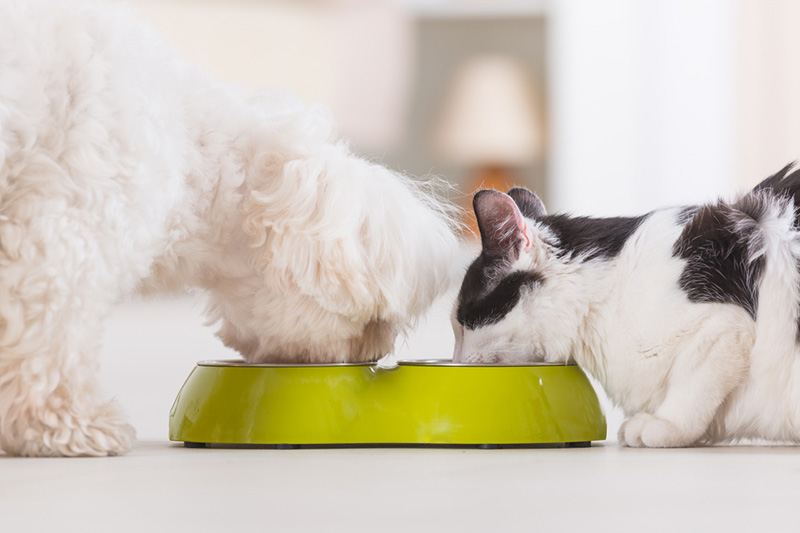 Do dogs need fibre cheap