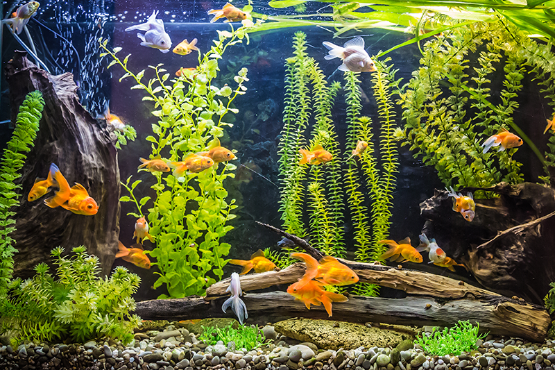 Fish First Aid: How To Care For Sick Fish