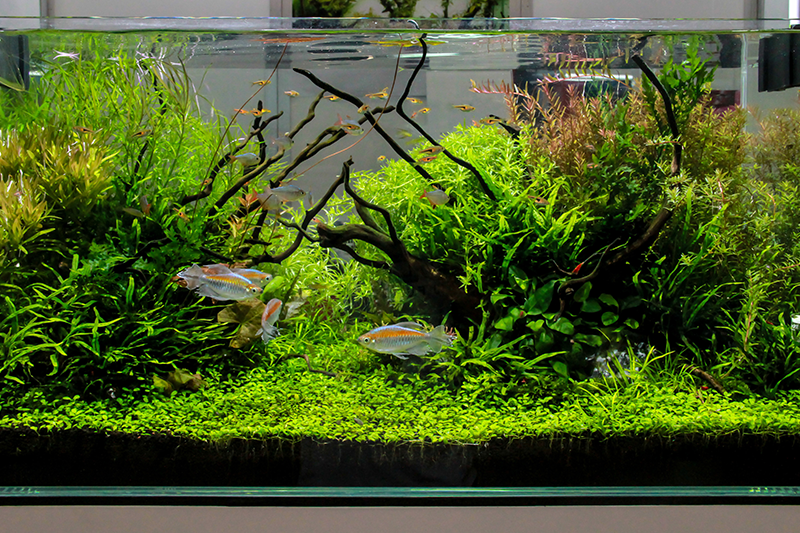 freshwater aquarium tank