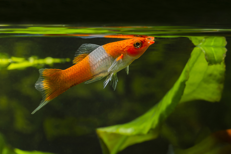 types of small fish pets