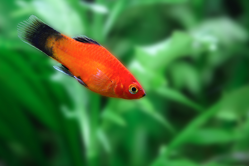 Six Great Types Of Fish To Keep As Pets 