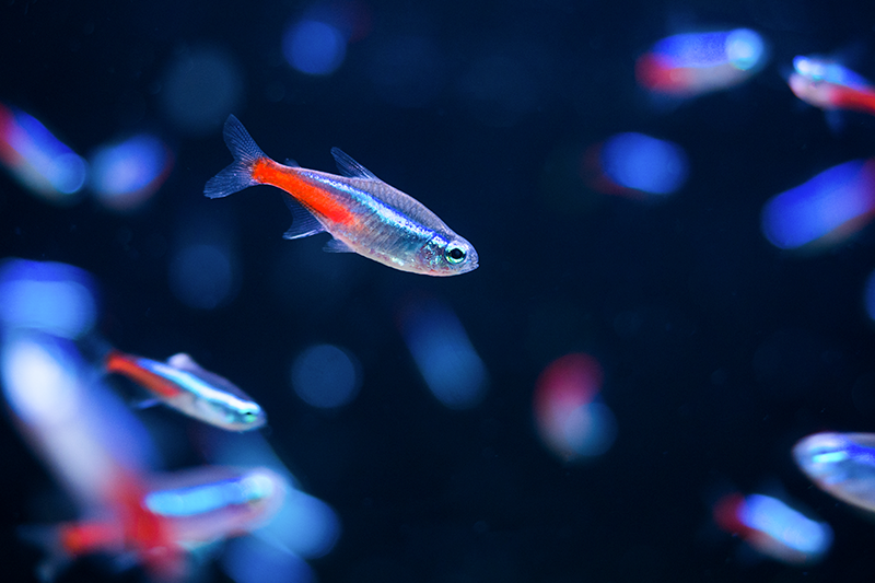 Tropical Fish Care - Caring For Tropical Fish | Vetbabble