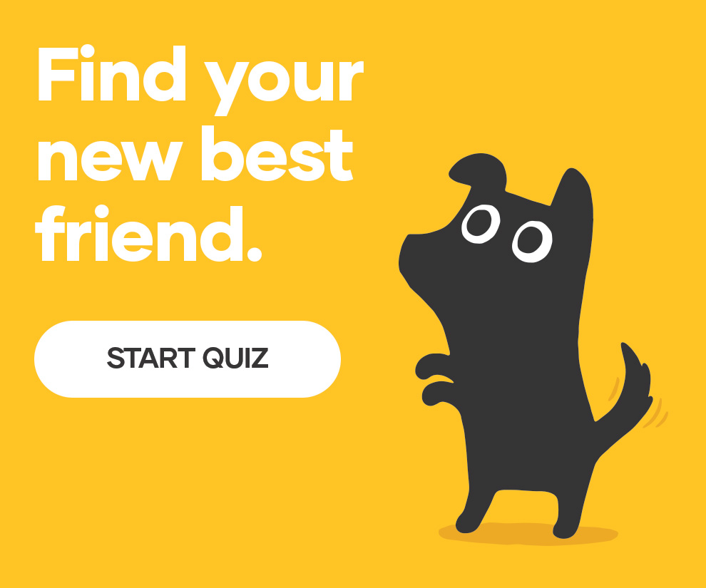 Take our Dog Breed Selector quiz now!