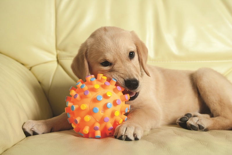 best chew toys for labs