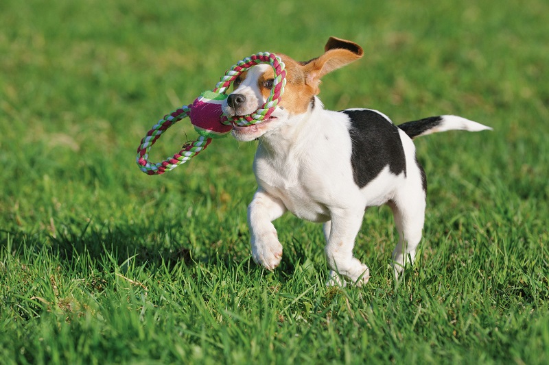 Best puppy toys