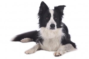 19-border-collie