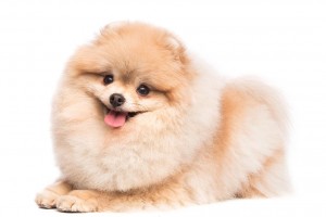 29-pomeranian