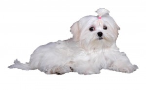 40-maltese-terrier