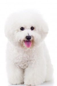 46-bichon-frise