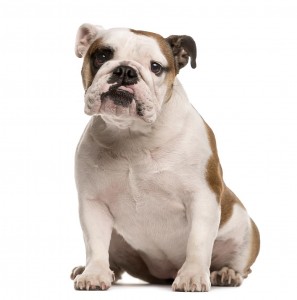 47-britishengilsh-bulldog