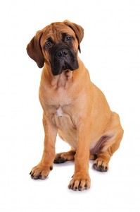 48-bullmastiff