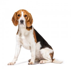 61-beagle