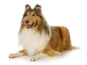 69-collie