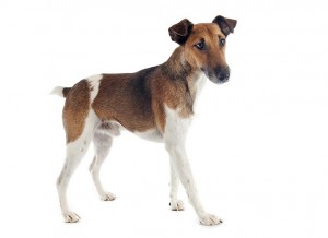 72-fox-terrier-smooth