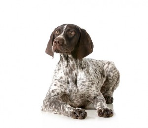 74-german-shorthaired-pointer