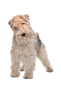 75-fox-terrier-wire