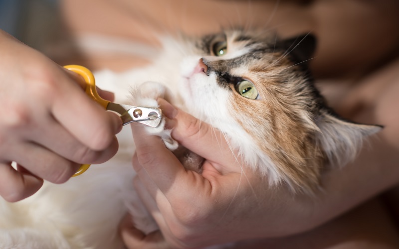 How to clip a cat's nails and not get scratched | PawTracks