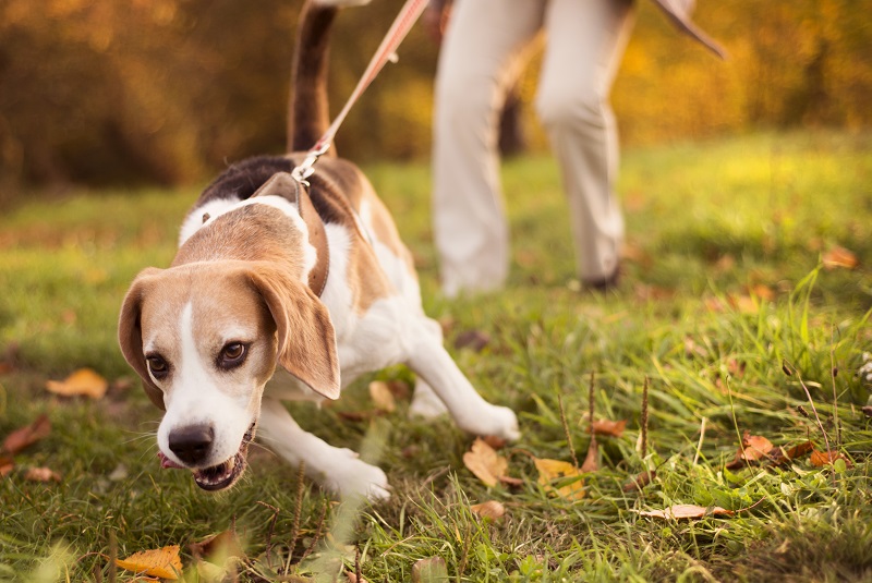 Best worm and deals flea treatment for dogs