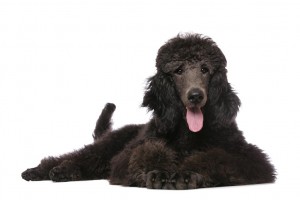 24-poodle