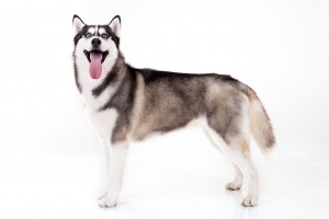 37-siberian-husky