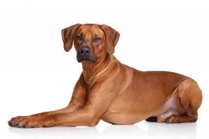 57-rhodesian-ridgeback