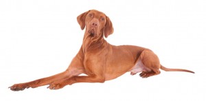 65-hungarian-vizsla