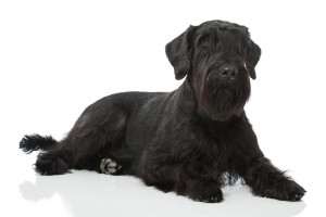 73-giant-schnauzer
