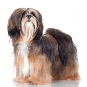 77-lhasa-apso