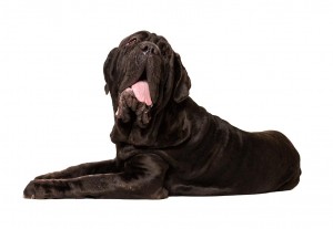 79-neapolitan-mastiff