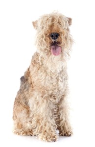 84-lakeland-terrier