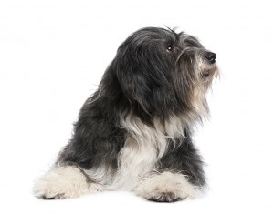 86-tibetan-terrier