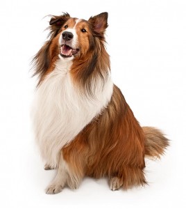 87-shetland-sheepdog