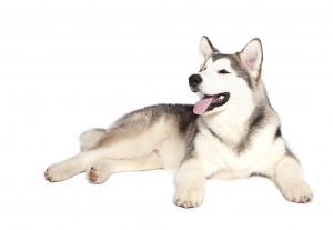 38-alaskan-malamute