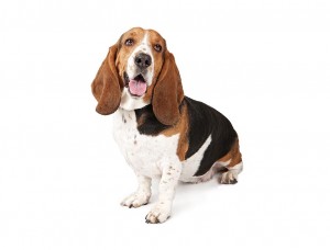 43-basset-hound