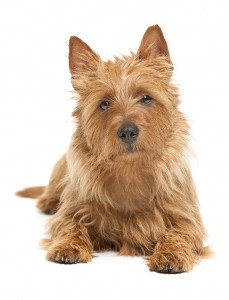 68-australian-terrier