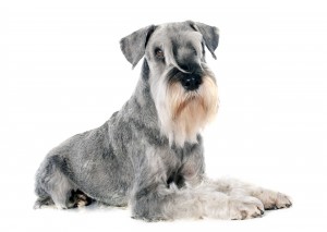 01-schnauzer