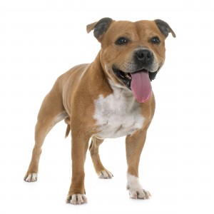 05-staffordshire-bull-terrier