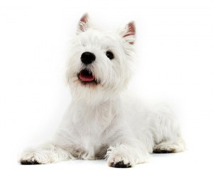 11-west-highland-white-terrier