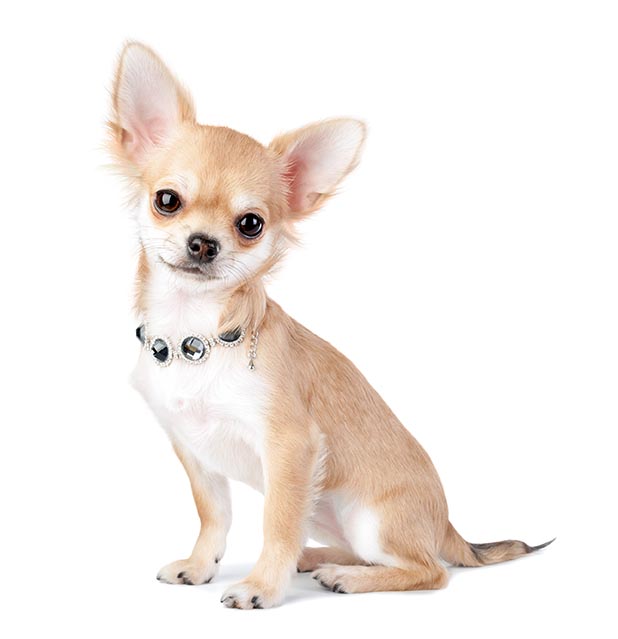 a chihuahua dog