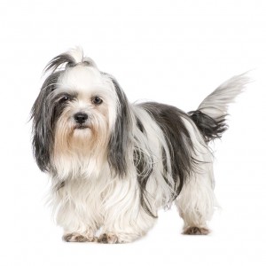 41-shih-tzu