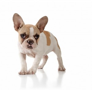 51-french-bulldog